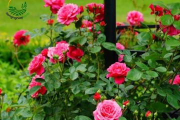 Cách trồng hoa hồng để tạo thành vườn hoa hồng đẹp rực rỡ