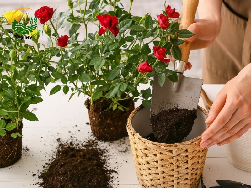 Kỹ thuật trồng hoa hồng cơ bản nhất và cực hiệu quả