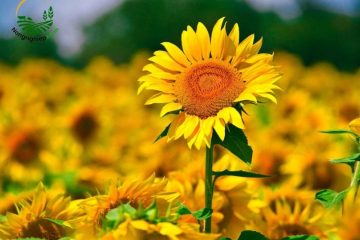 cách trồng hoa hướng dương 1
