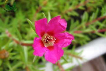 cách trồng hoa mười giờ nhanh ra hoa