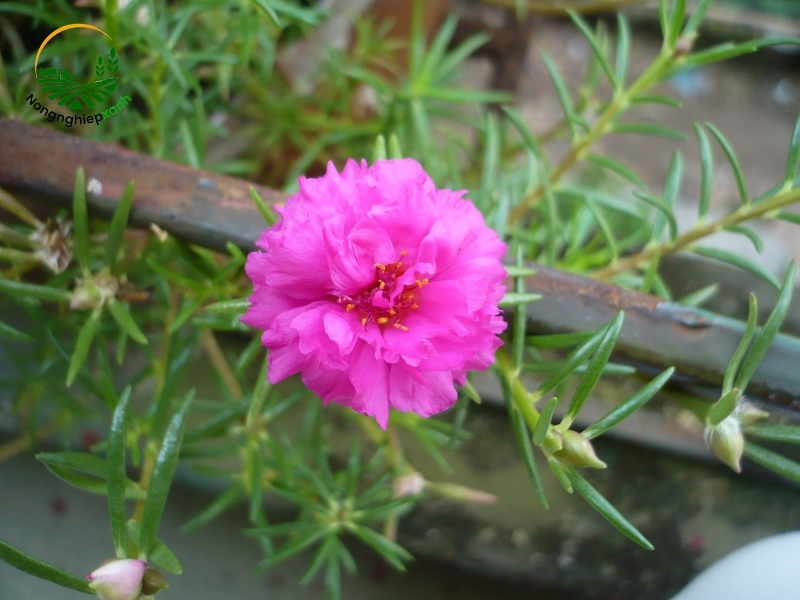 cách trồng hoa mười giờ trong chai nhựa
