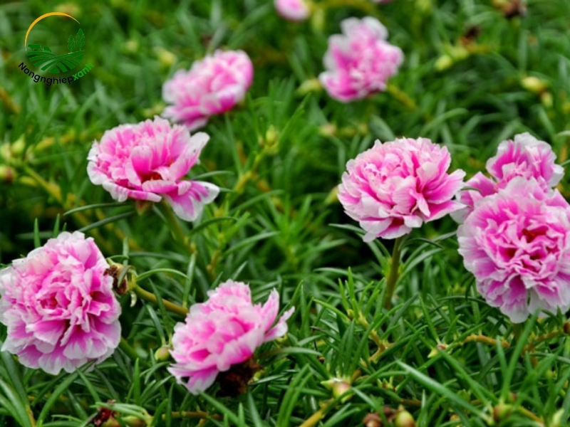cách trồng hoa mười giờ
