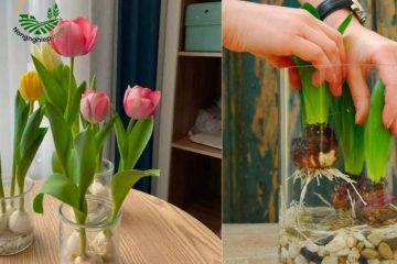 Khám phá cách trồng hoa tulip chuẩn đẹp đơn giản tại nhà