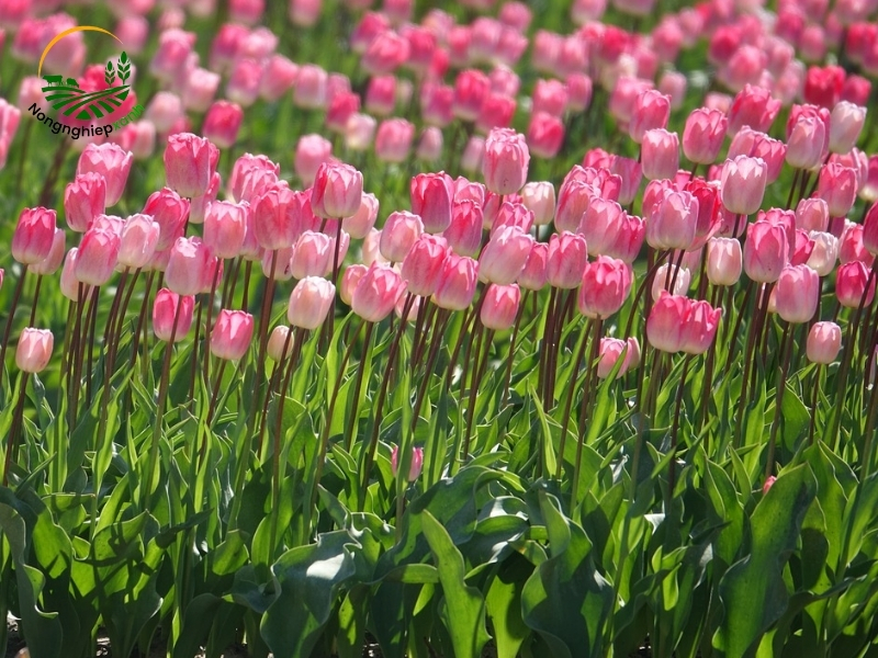 Tìm hiểu về hoa tulip và điều kiện trồng