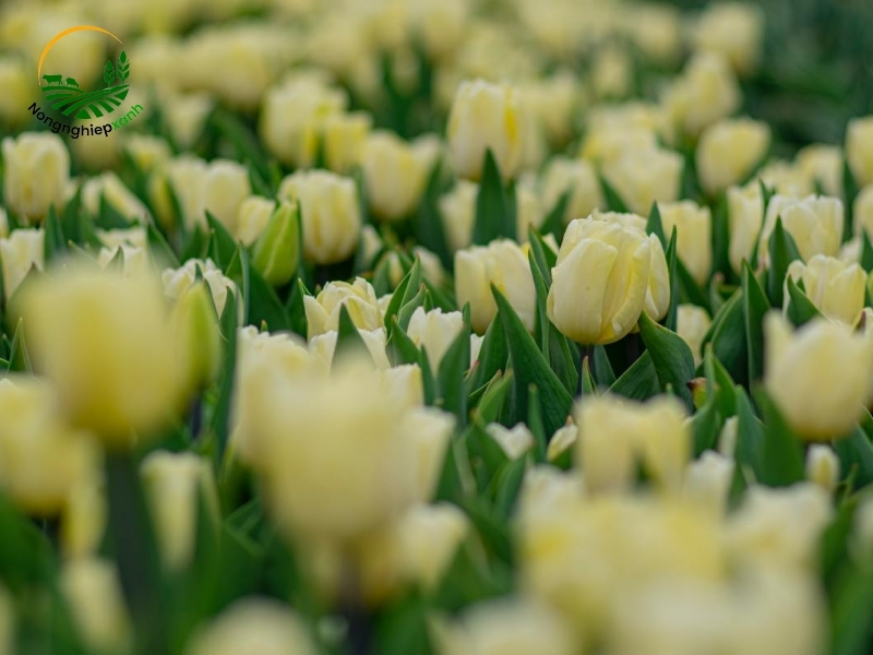 Cách trồng hoa tulip thủy sinh dễ làm, sạch sẽ, đẹp mắt