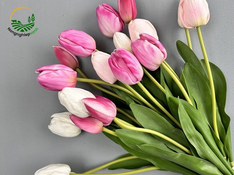 Cách chăm hoa tulip – Giúp hoa nở đẹp và bền lâu