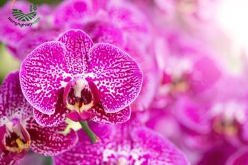 Cách trồng lan hồ điệp tại nhà chuẩn và chi tiết nhất cho người mới
