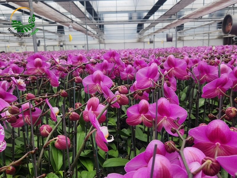 Hướng dẫn người mới cách trồng lan hồ điệp mới mua về