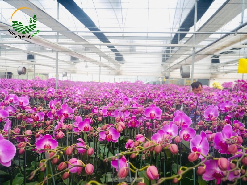 Cách nhân giống lan hồ điệp đơn giản tại nhà