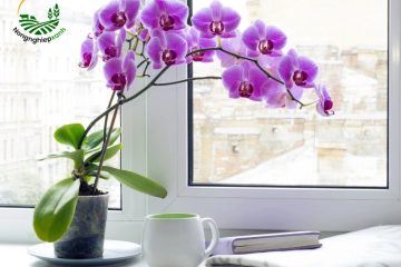 Cách trồng lan hồ điệp sau tết giúp cây khỏe, ra hoa lại