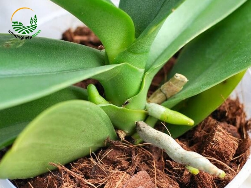 Chế độ chăm sóc lan hồ điệp sau khi trồng lại
