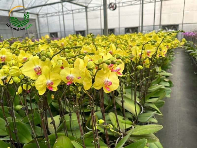 Chia sẻ kỹ thuật kích thích lan hồ điệp ra hoa lại