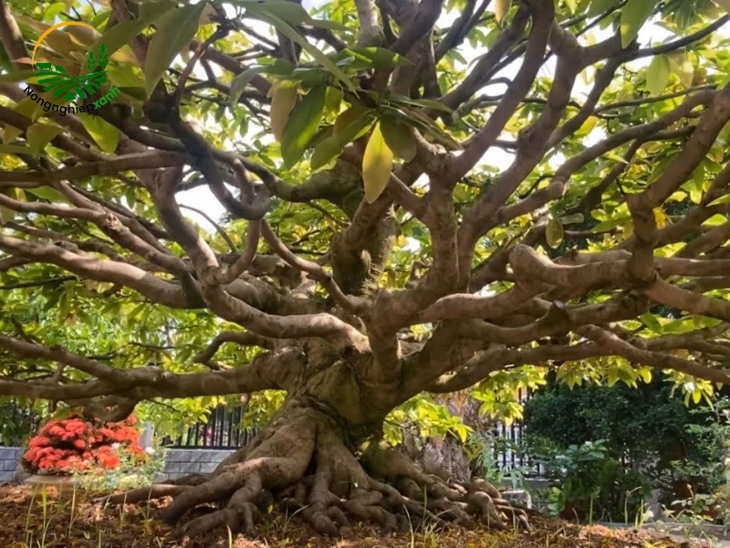 Cách bón phân cho mai vàng hiệu quả để cây phát triển