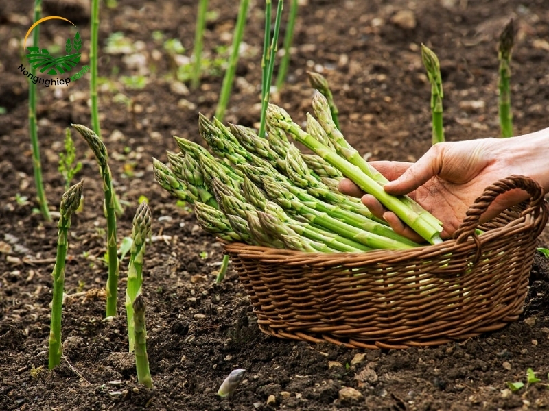 Cách thu hoạch và bảo quản măng tây lâu dài