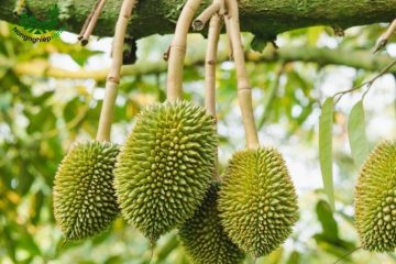 Cách trồng sầu riêng chuẩn giúp cây sai quả, năng suất cao