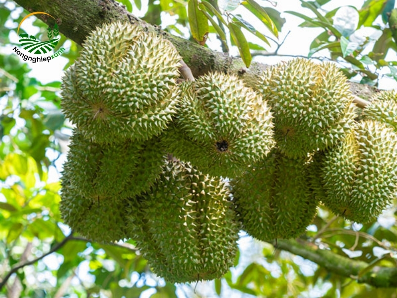 Điều kiện tự nhiên phù hợp để trồng sầu riêng
