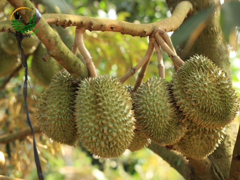 Những kỹ thuật chăm sóc sầu riêng đúng nhất