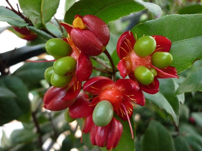 Kỹ thuật trồng mai tứ quý chi tiết từ người lâu năm