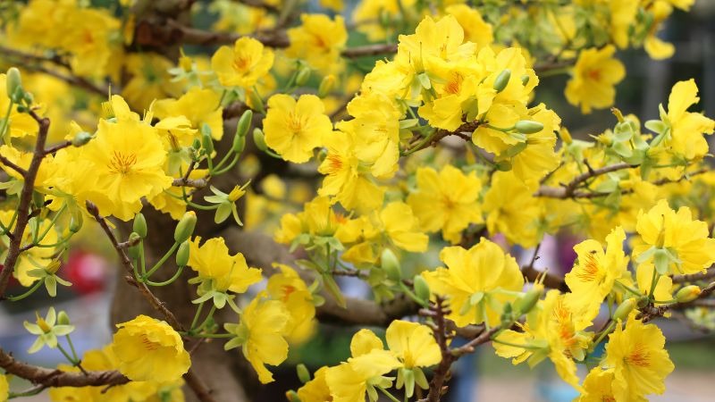 Cách chăm sóc mai tứ quý để nở hoa quanh năm