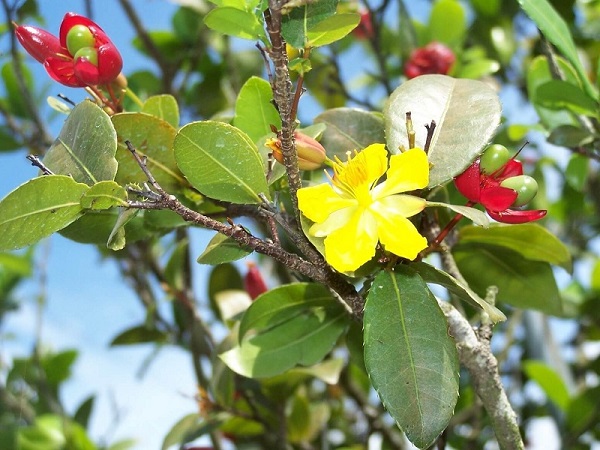 Bí quyết trồng mai tứ quý nở hoa quanh năm