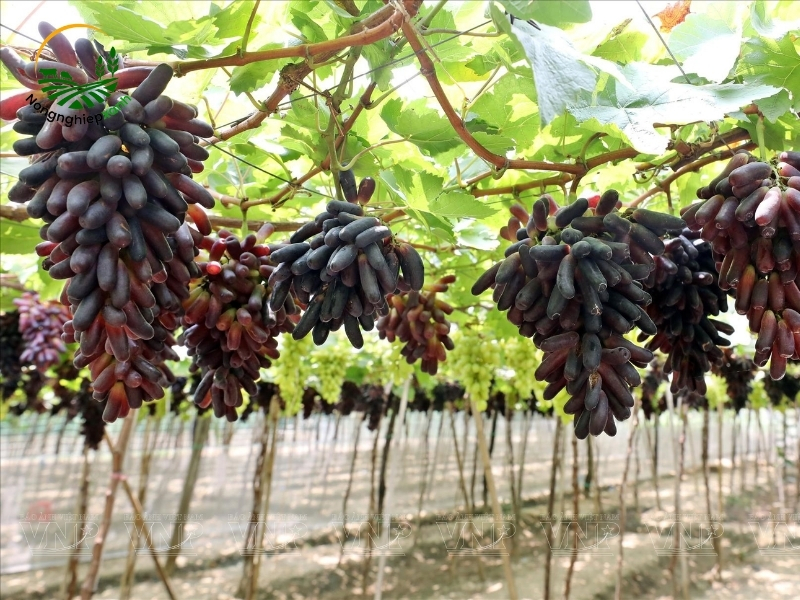 kỹ thuật trồng nho ngón tay
