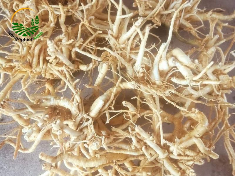 Những bài thuốc dân gian từ cây đinh lăng