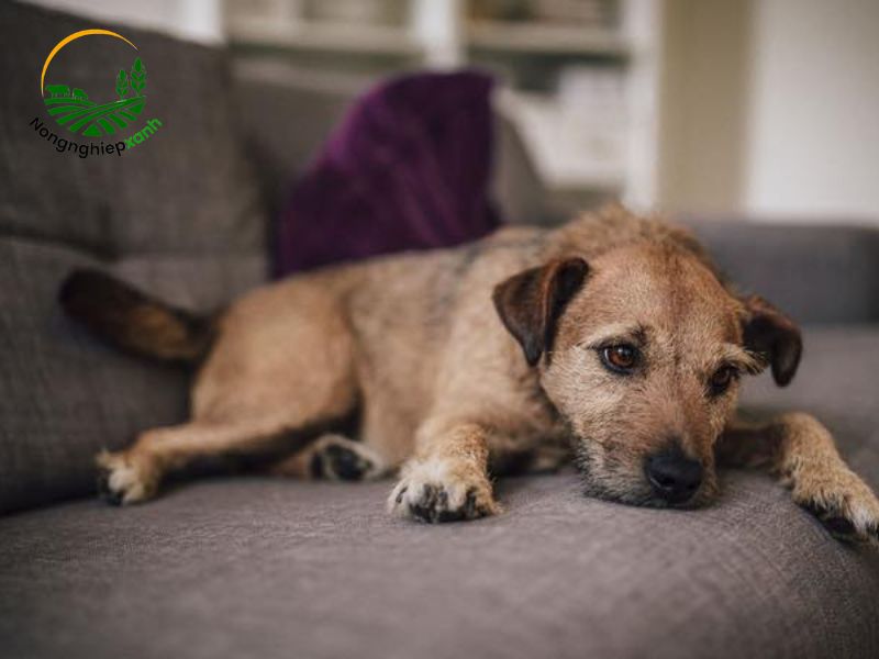 Bệnh Care (Canine Distemper) – Mối nguy đe dọa tính mạng