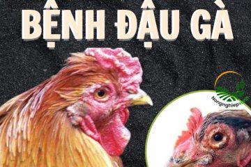 Bệnh đậu gà là gì?