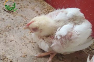 Bệnh đường ruột ở gà là gì?