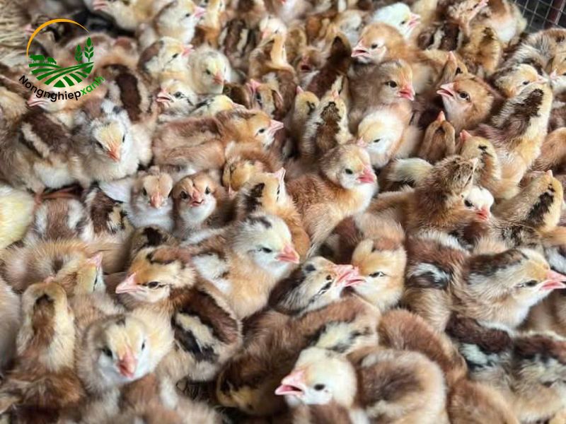 Chủng đậu có thay thế được các biện pháp phòng bệnh gà con khác?