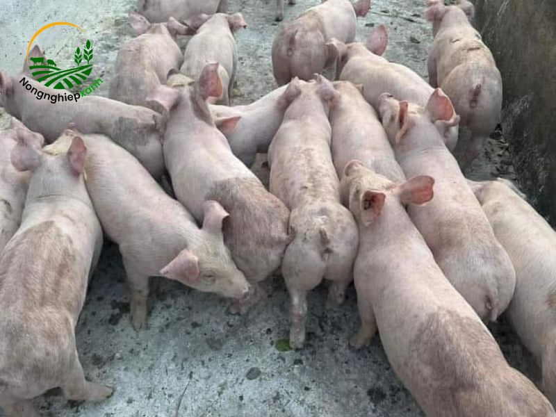 Biện pháp phòng bệnh xương khớp ở heo