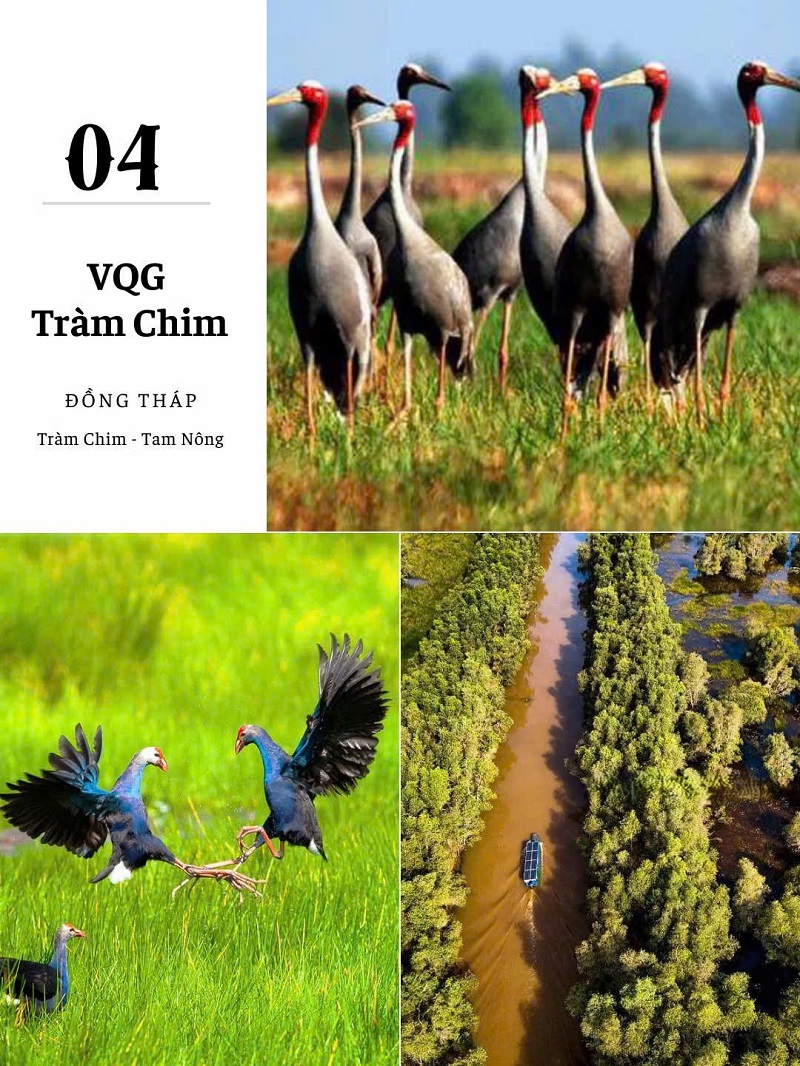 ảnh các điểm du lịch tại đồng tháp Vườn quốc gia tràm chim