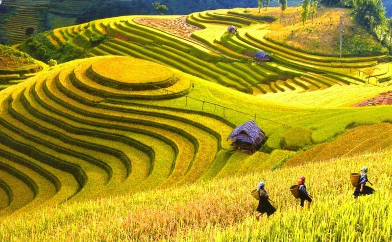Ảnh các địa điểm du lịch tại Lai Châu Cánh đồng Mường Than