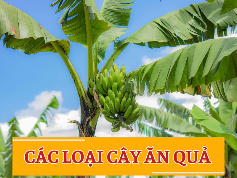 các loại cây ăn quả nên trồng