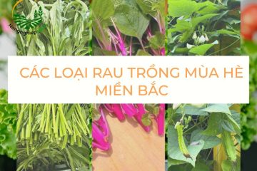 Các loại rau trồng mùa hè miền Bắc dễ chăm, dễ sống