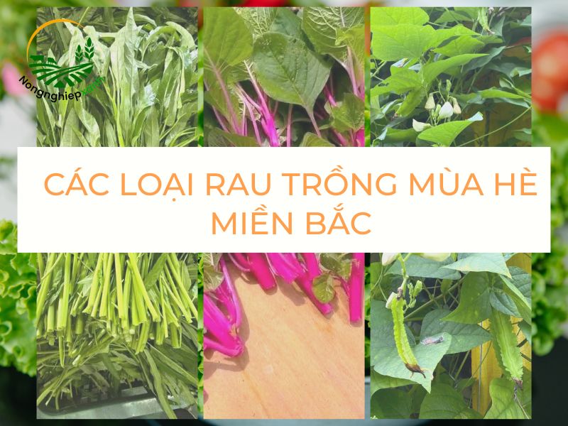Các loại rau trồng mùa hè miền Bắc dễ chăm, dễ sống