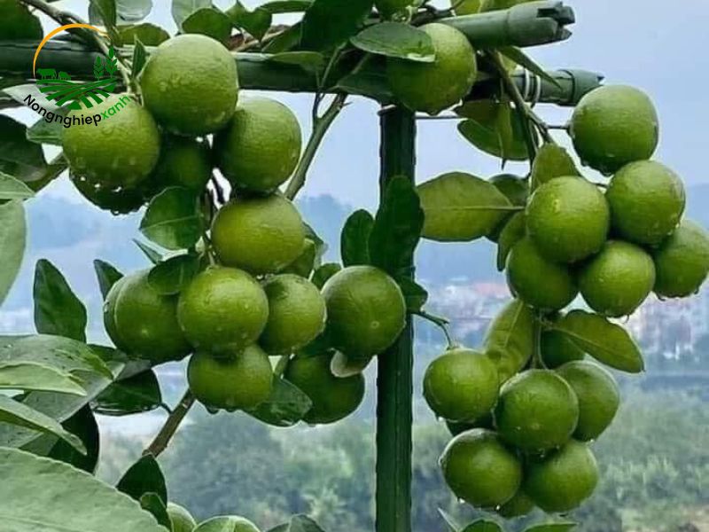 Cách chăm sóc cây chanh