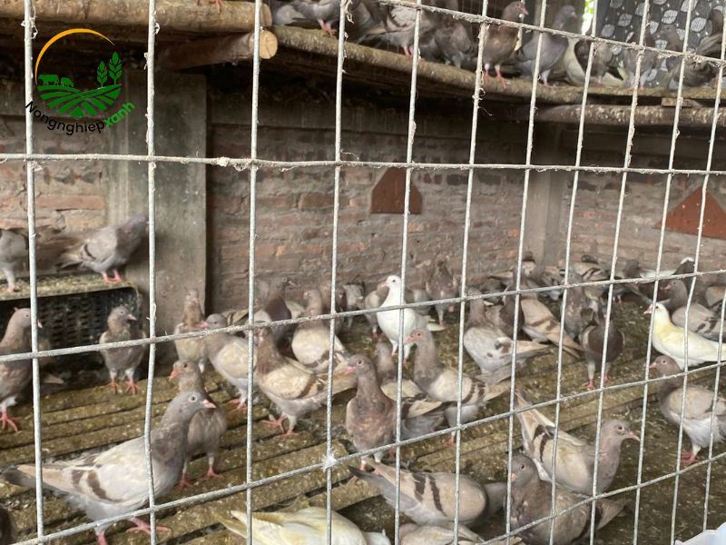 Cách chăm sóc chim bồ câu non sau khi tách đàn