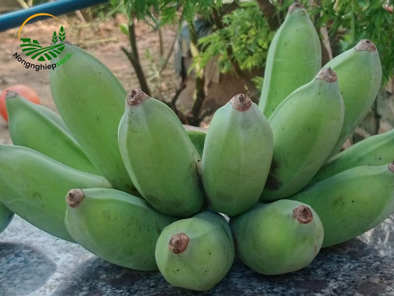 cách chọn giống chuối