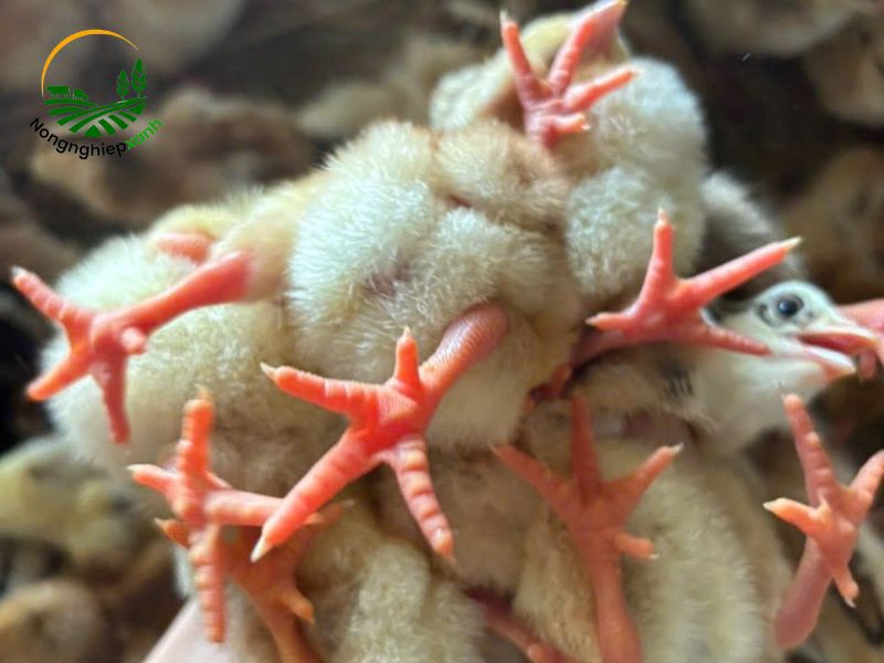 Cách chủng đậu gà con để đạt hiệu quả cao