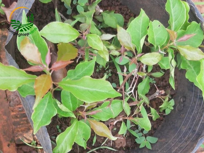 Cách giâm cành hoa giấy không cần thuốc kích rễ
