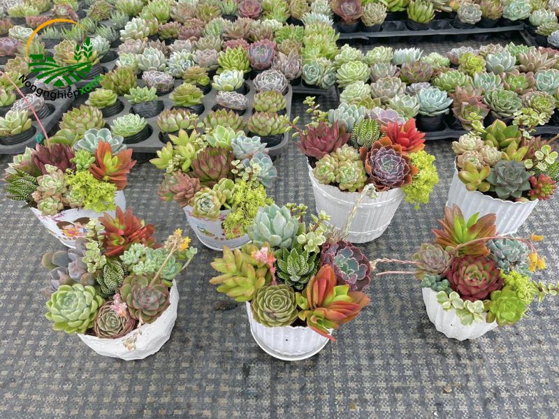 Cách nhân giống sen đá bằng lá