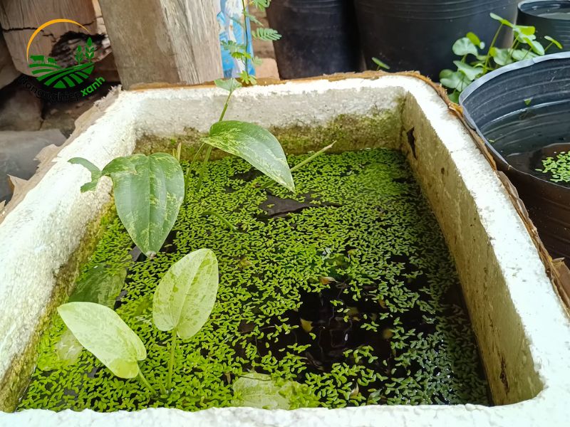 cách nuôi bèo tấm trong lu, thùng xốp