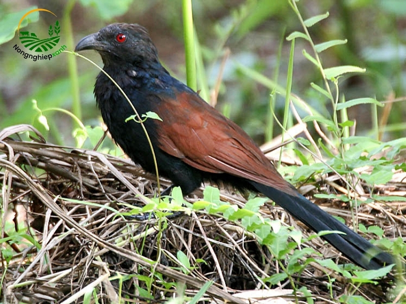 Giới thiệu về chim bìm bịp