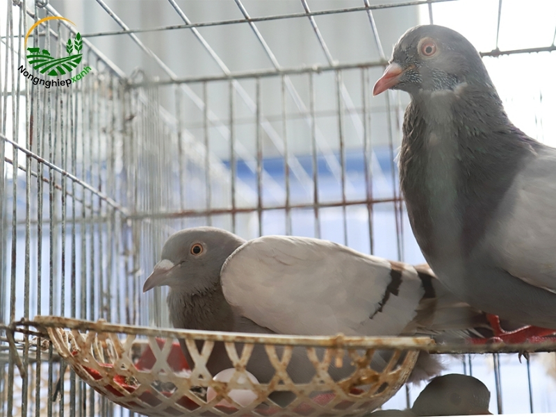 Các phương pháp nuôi chim bồ câu