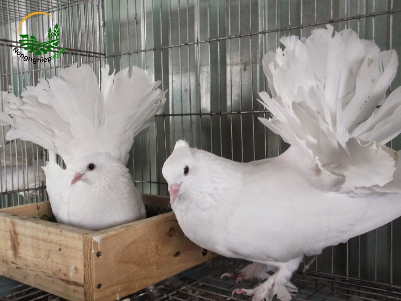 Cách nuôi chim bồ câu pháp tái đầu tư 3 tháng có lãi