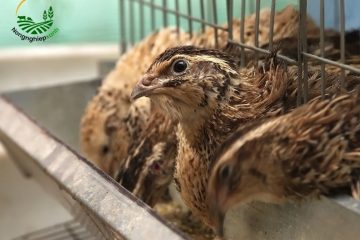 Hướng Dẫn Cách Nuôi Chim Cút Đúng Kỹ Thuật, Dễ Làm, Vốn Thấp