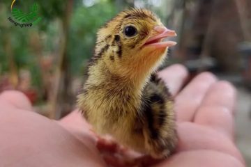 Hướng Dẫn Cách Nuôi Chim Cút Con Không Bị Chết Yểu