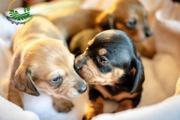 Cách nuôi chó con khỏe mạnh theo từng giai đoạn
