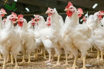Cách Nuôi Gà Công Nghiệp Tiết Kiệm Cám, Tăng Trọng Nhanh